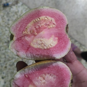 西瓜红芭乐