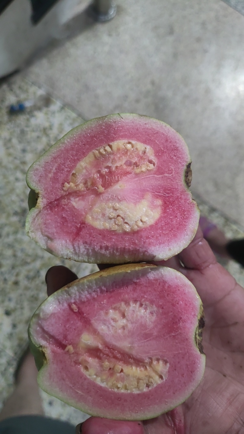 西瓜红芭乐