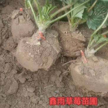 大叶红颜草莓苗