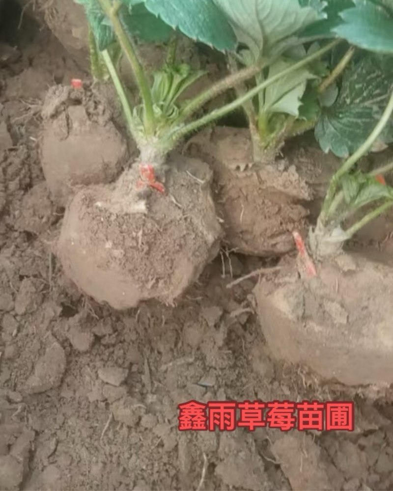 大叶红颜草莓苗