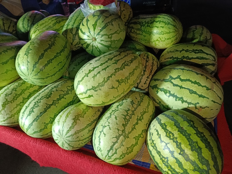 金城西瓜