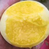 云南省昭通市彝良锦绣黄桃