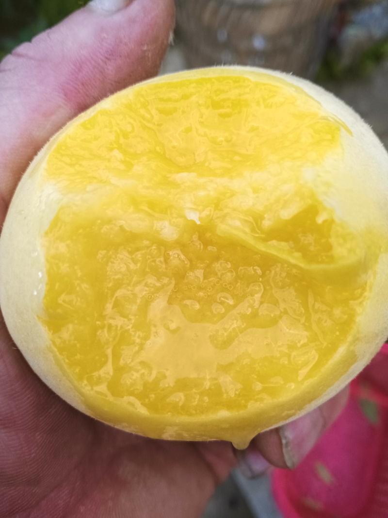 云南省昭通市彝良锦绣黄桃