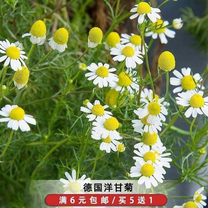 小雏雏菊菊花种子洋甘菊室内外阳台花卉庭院易活盆栽耐寒四季开花