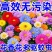 除虫菊种子驱蚊虫无毒耐热耐寒庭院阳台多年生长