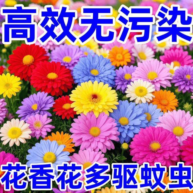 除虫菊种子驱蚊虫无毒耐热耐寒庭院阳台多年生长