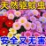 除虫菊种子驱蚊虫无毒耐热耐寒庭院阳台多年生长