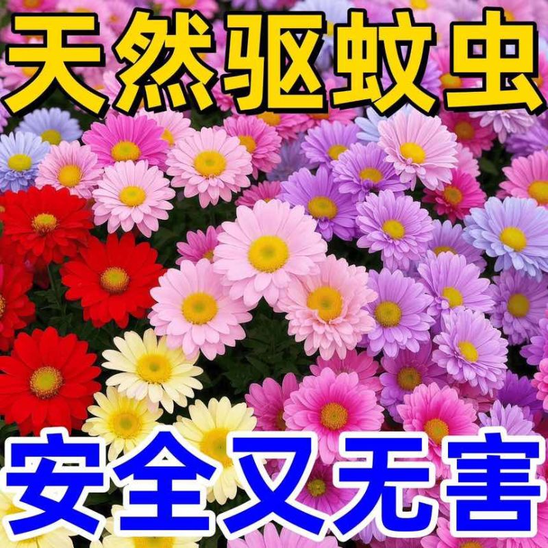 除虫菊种子驱蚊虫无毒耐热耐寒庭院阳台多年生长