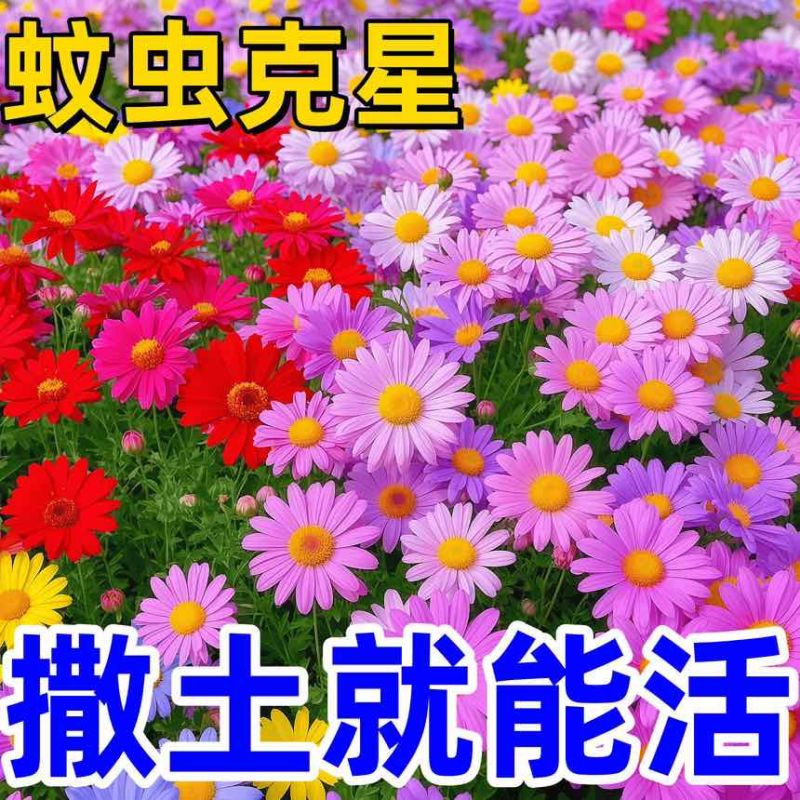 除虫菊种子驱蚊虫无毒耐热耐寒庭院阳台多年生长