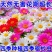 除虫菊种子驱蚊虫无毒耐热耐寒庭院阳台多年生长