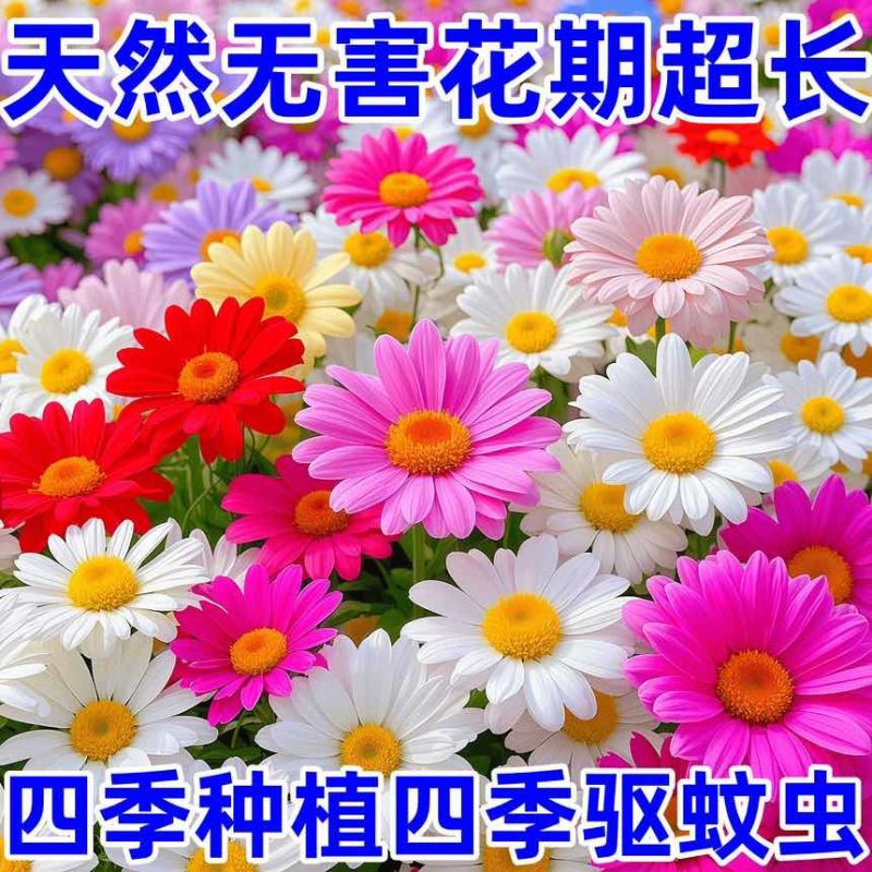 除虫菊种子驱蚊虫无毒耐热耐寒庭院阳台多年生长