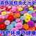 除虫菊种子驱蚊虫无毒耐热耐寒庭院阳台多年生长