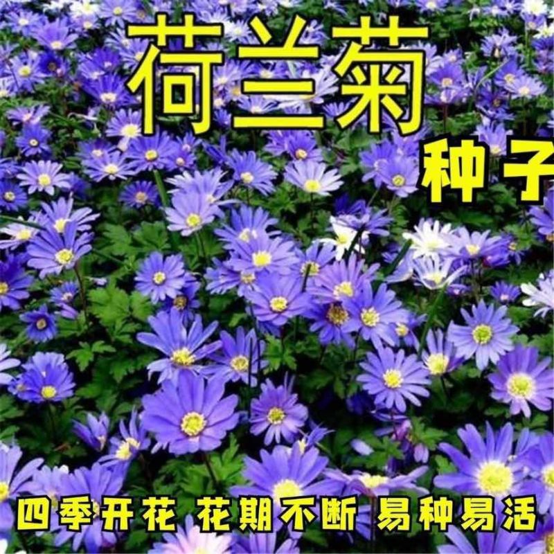 荷兰菊种子紫菀开花伊娃花卉耐寒热四季易种易活阳台室外盆栽种籽