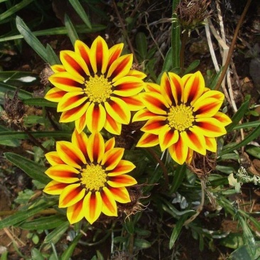 勋章菊混色花籽盆栽花海多年生观赏宿根矮小花卉耐寒热销