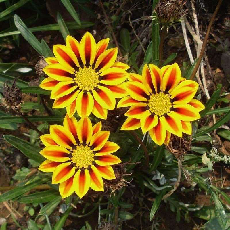 勋章菊混色花籽盆栽花海多年生观赏宿根矮小花卉耐寒热销
