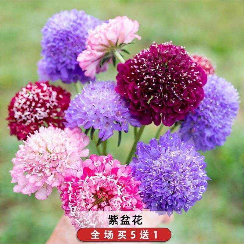 蓝色紫盆花种子松虫草轮峰菊紫枕花籽可切花室外阳台盆栽春秋季播