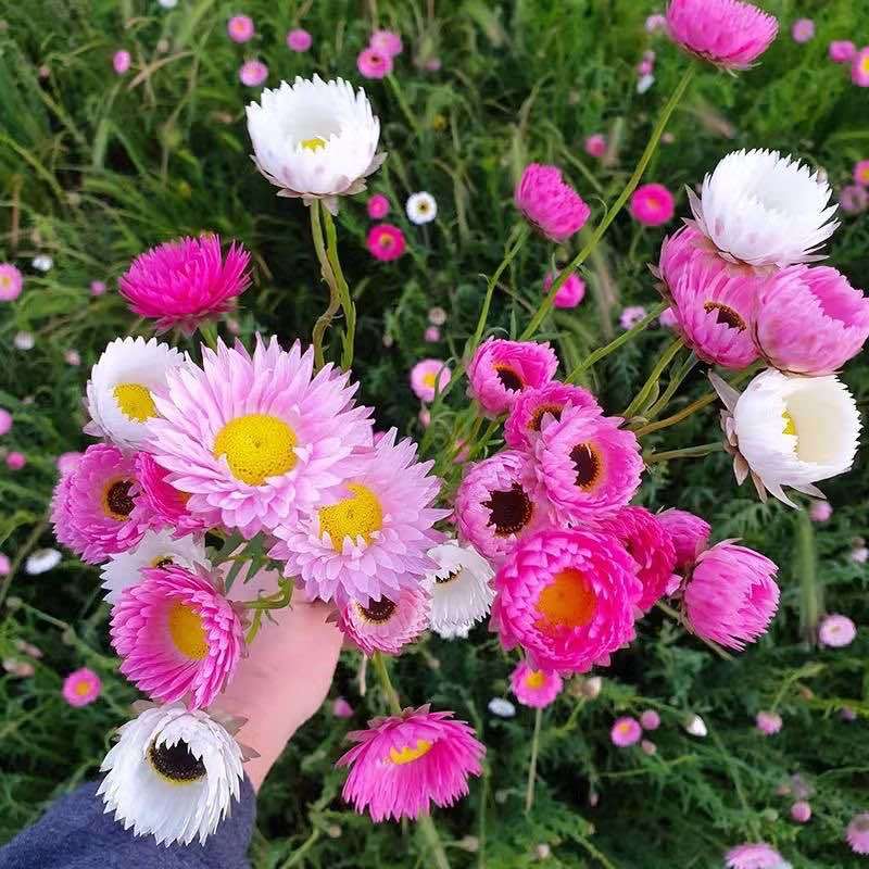永生菊种子花种籽子露天花海种子易种活可做切花室外庭院花