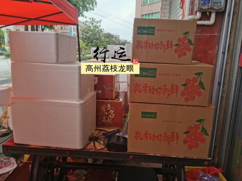 广东高州储良龙眼