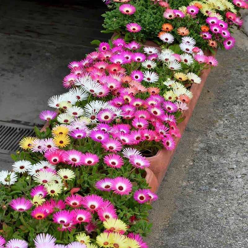 美中花种活松叶菊四季播种开花不断室外庭院花海花籽