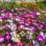 美中花种活松叶菊四季播种开花不断室外庭院花海花籽