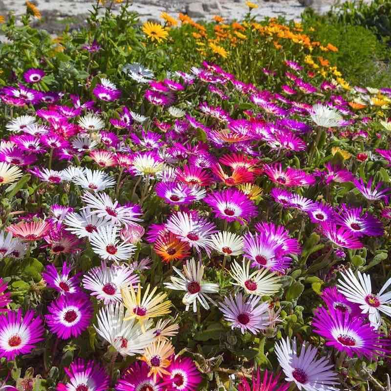 美中花种活松叶菊四季播种开花不断室外庭院花海花籽