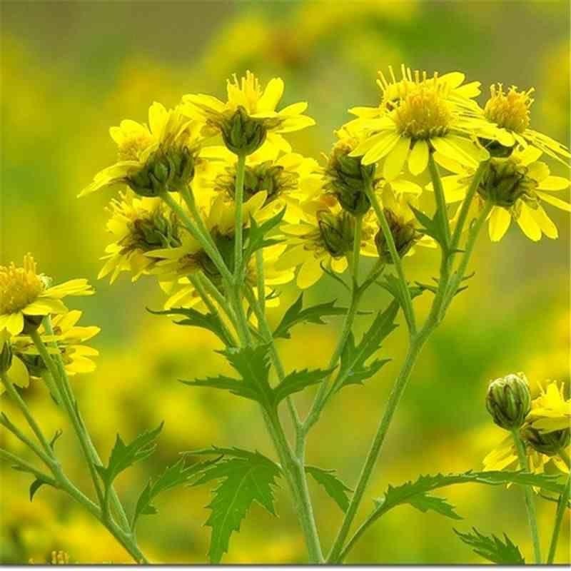 甘野菊种子野菊菊花脑多年生花卉种子阳台盆栽庭院种子