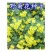 野菊花种子