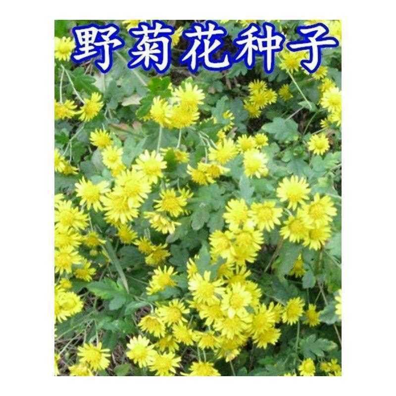 野菊花种子