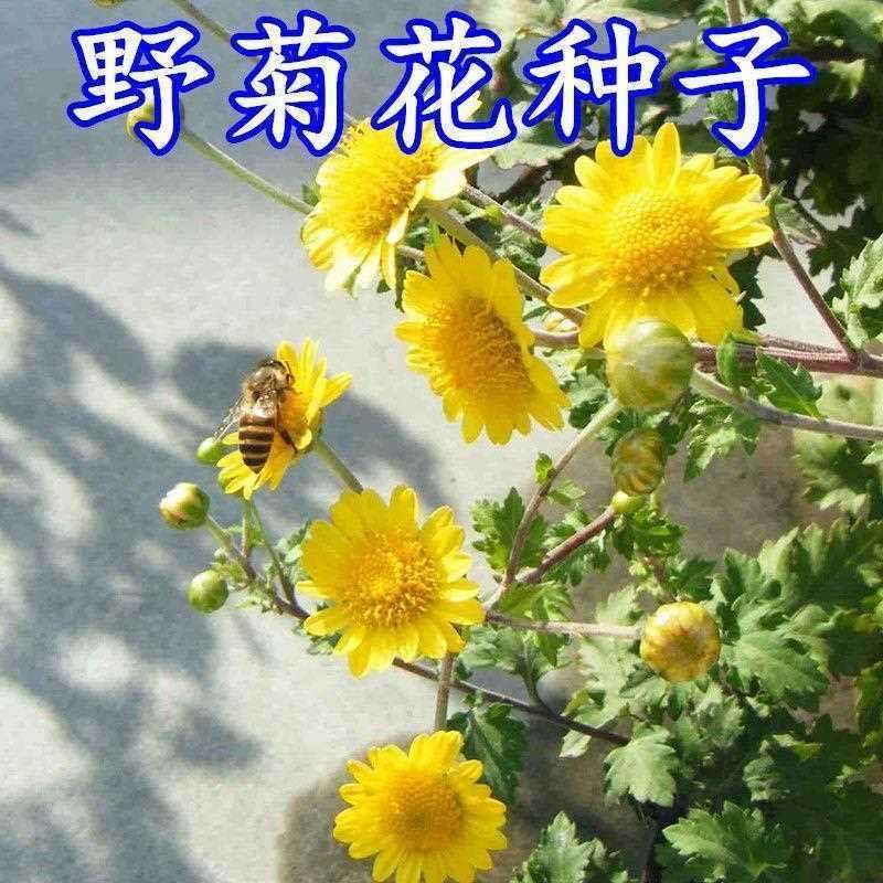 野菊花种子