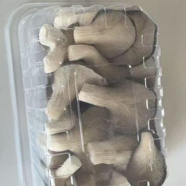精品平菇