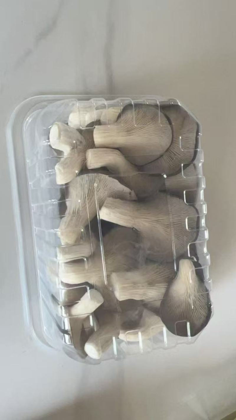 精品平菇