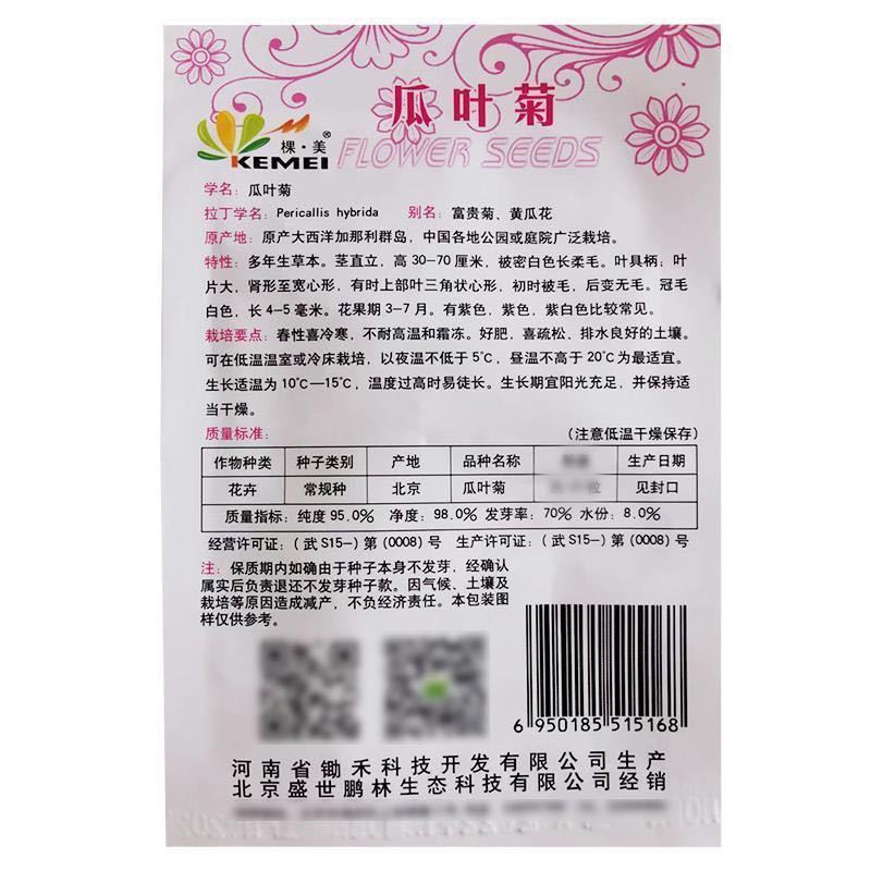 瓜叶菊种子庭院室内阳台富贵菊黄瓜花易种植物花卉种籽孑耐寒