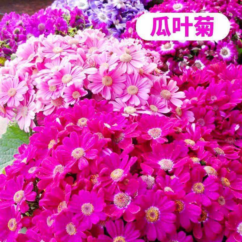 瓜叶菊种子庭院室内阳台富贵菊黄瓜花易种植物花卉种籽孑耐寒