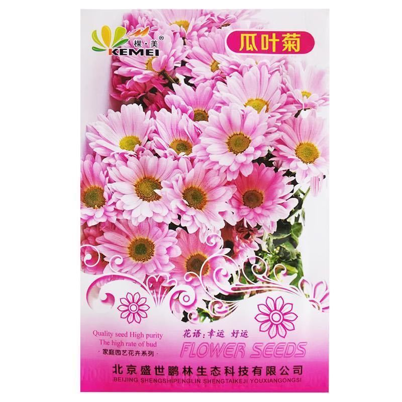 瓜叶菊种子庭院室内阳台富贵菊黄瓜花易种植物花卉种籽孑耐寒