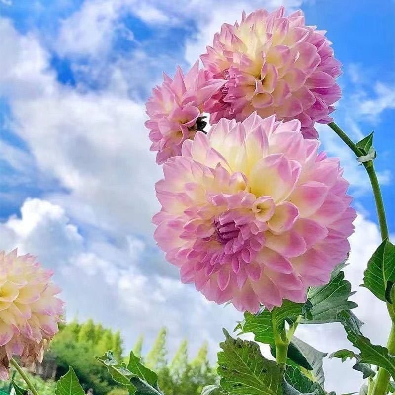 大丽花种子四季开花室内外阳台庭院种植好养盆栽绿植花卉蔬菜种子
