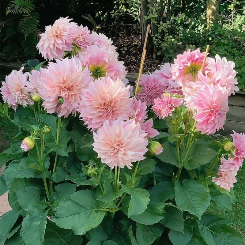 大丽花种子四季开花室内外阳台庭院种植好养盆栽绿植花卉蔬菜种子