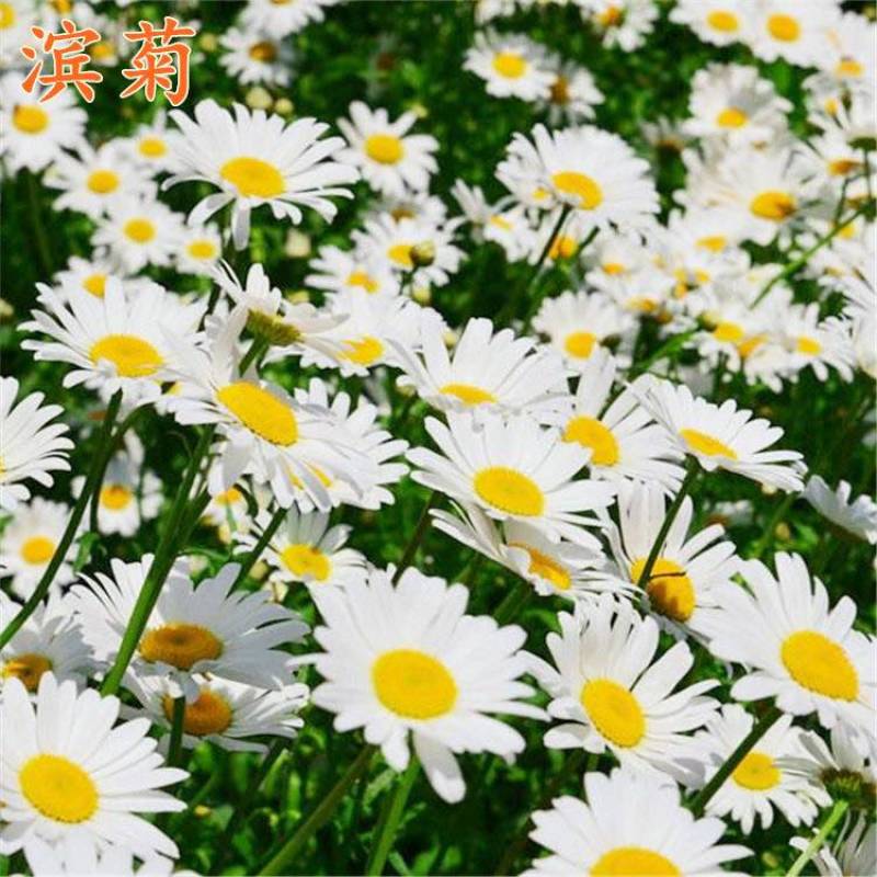 新滨菊花卉种子西洋小滨菊多年生宿根花籽春秋播种易活花海盆栽