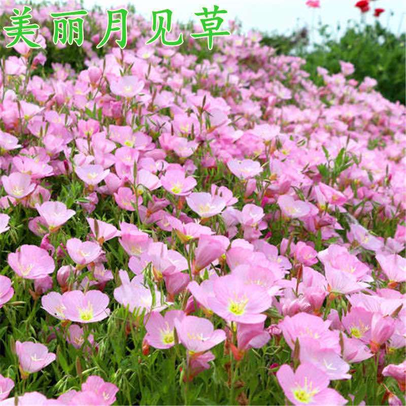 美丽月见草种子多年生宿根春夏播种易活阳台盆栽室外庭院花卉种籽