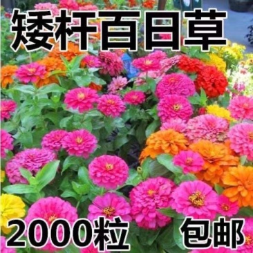 混色百日草花种矮杆花卉种孑易活花籽种子室外白日草种四季花种子