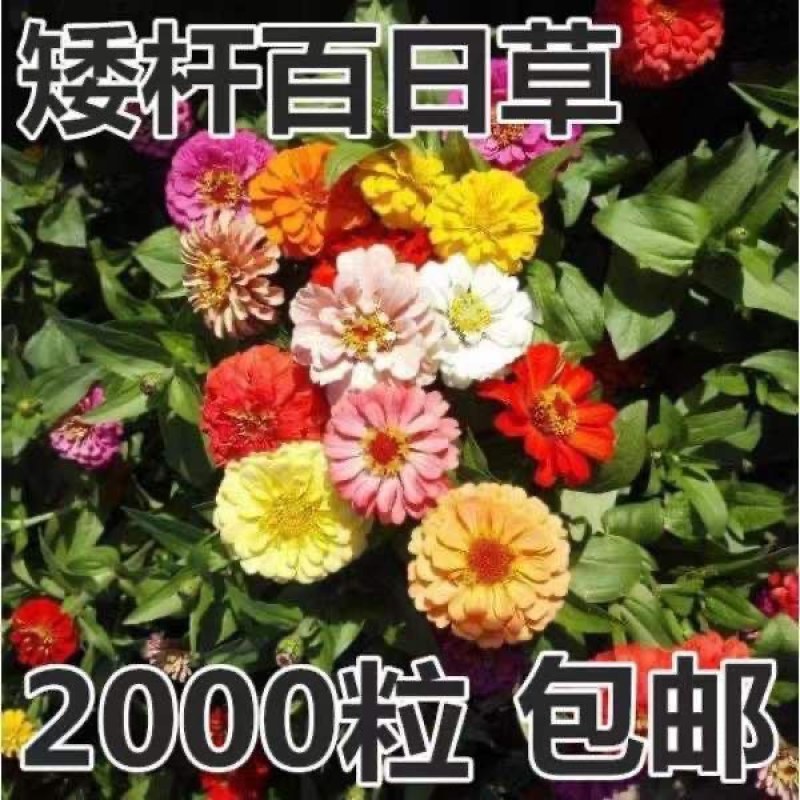 混色百日草花种矮杆花卉种孑易活花籽种子室外白日草种四季花种子