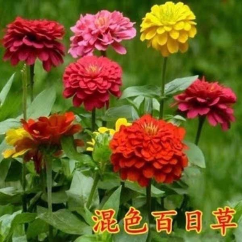 混色百日草花种矮杆花卉种孑易活花籽种子室外白日草种四季花种子
