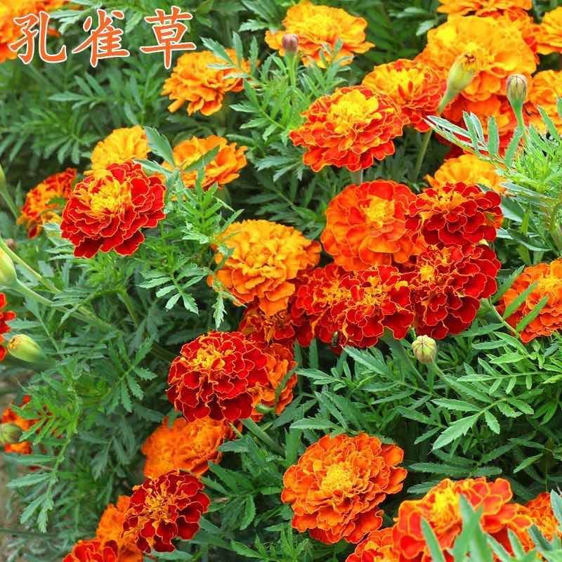 孔雀草花卉小万寿籽春秋播种简单易活花坛盆栽庭院室内