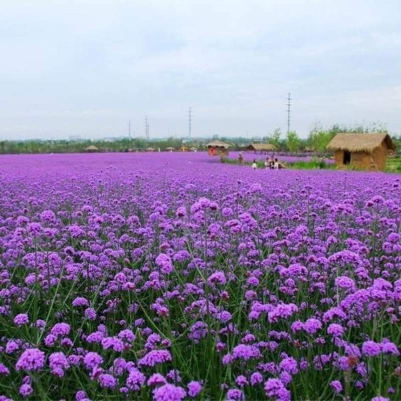 柳叶马鞭草种子多年生宿根花卉种子景观绿化花海婚纱摄影观花种子