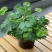 彩叶含羞草种子花四季开花趣味植物跳舞草收缩室内外阳台盆栽花籽