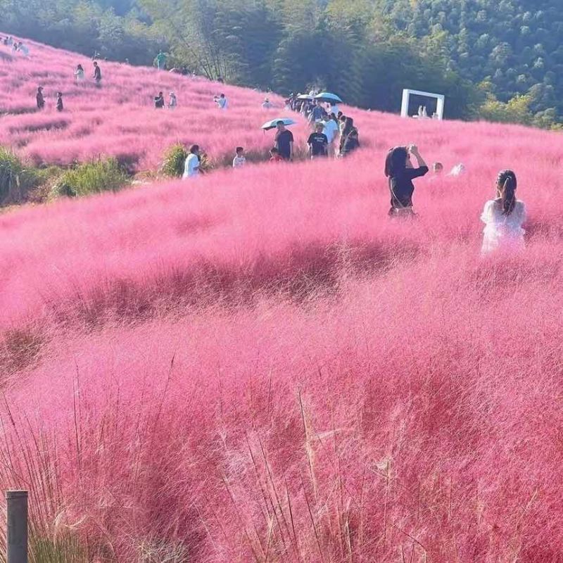 四季粉黛乱子草籽网红粉色秋天耐寒耐热庭院种植室外观赏景区庭院