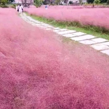 四季粉黛乱子草籽网红粉色秋天耐寒耐热庭院种植室外观赏景区庭院
