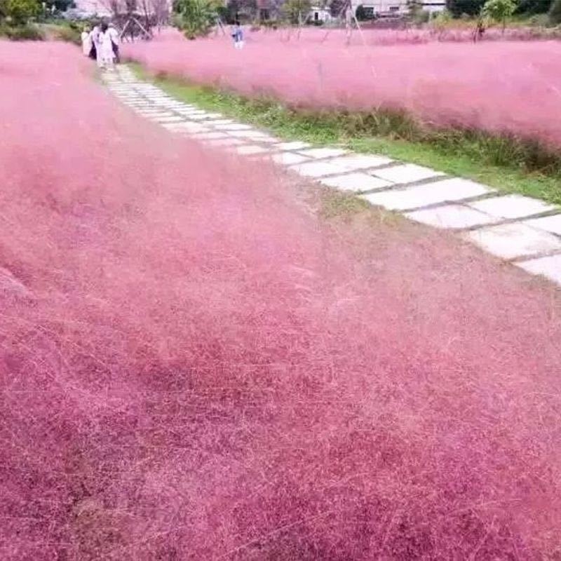 四季粉黛乱子草籽网红粉色秋天耐寒耐热庭院种植室外观赏景区庭院