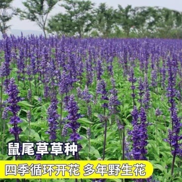 蓝花鼠尾草种子庭院室内室外阳台耐寒植物花种籽四季播蓝花卉花籽