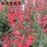 红花鼠尾草花四季播种多年生宿根阳台庭院景观花卉一串红