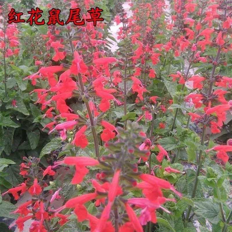 红花鼠尾草花四季播种多年生宿根阳台庭院景观花卉一串红